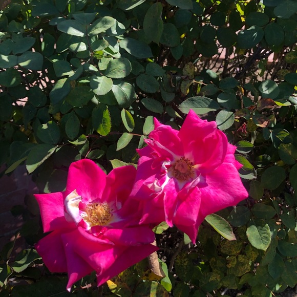 Meet your Posher, Tiara - Picture 2 of 3